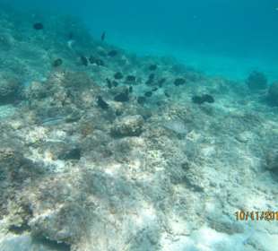 Schnorcheln am Hotelstrand