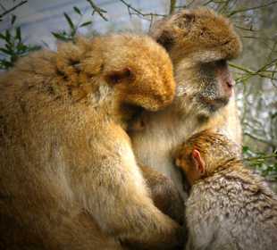 Ausflug nach Gibraltar: