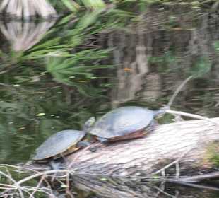 Schildkröten am Pepper Creek