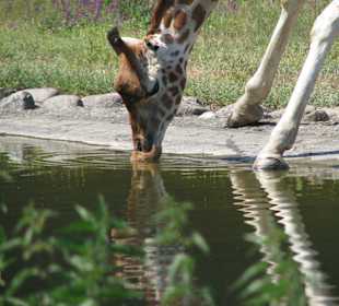 Giraffe trinkt