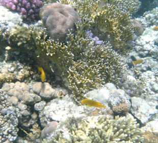 Riff in Strandnähe , Sharm El Naga