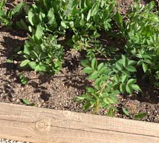 Arzneipflanzengarten Klosterreichenbach