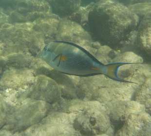 Schnorcheln Hurghada