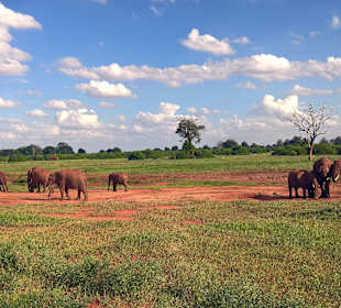 Elefanten in Tsavo Ost