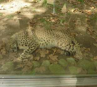 Gepard aus dem Schlaf gerissen 