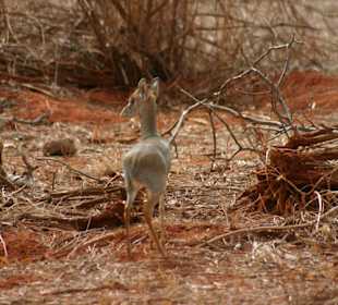Eindrücke im Tsavo Ost; DikDik