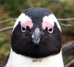 Schau mir in die Augen !