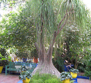 Elefantenfuss 5m, Majorelle