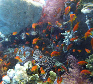 Viele bunte Fische...