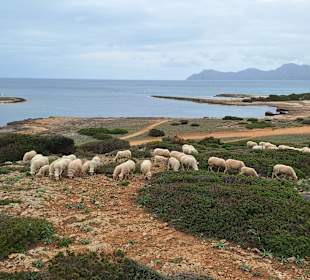 Wandern Can Picafort