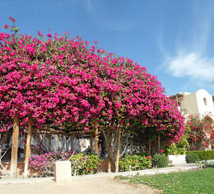 So blüht es in El Gouna 