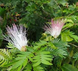 Wildlife Expeditions