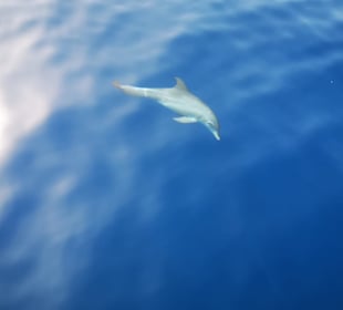 Schnorcheln Hurghada