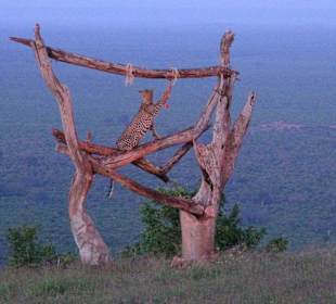 Leopard angefüttert