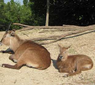 Tiere