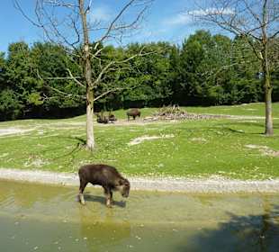 Präriehund & Waldbison Anlage
