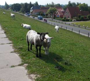 Deichwanderung Fedderwardersiel - Burhave