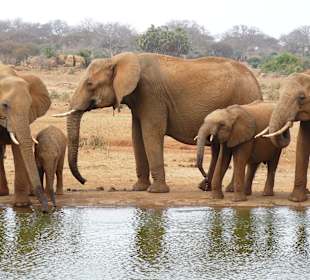Elefanten Tsavo East