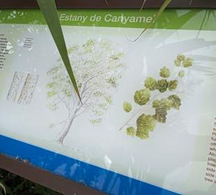 Wanderung Puig de Son Jordi