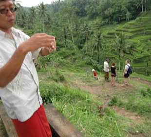 So wird der Reis eingepflanzt