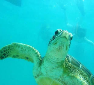 Schnorcheln mit Schildkröten in Akumal