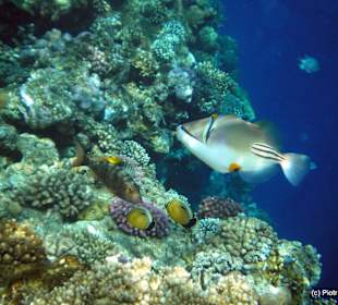 Rafa i rybki na plaży hotelowej