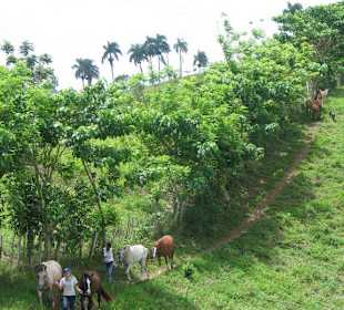 Auf der Pferdekoppel