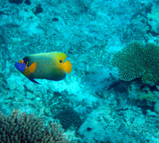 Blaukopf Kaiserfisch