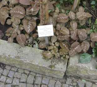 Tropenhaus - Schaugewächs -  Botanischer Garten