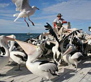 Auch Möwen kommen hinzu 