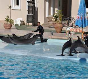Dolphin Sharm elshiek show