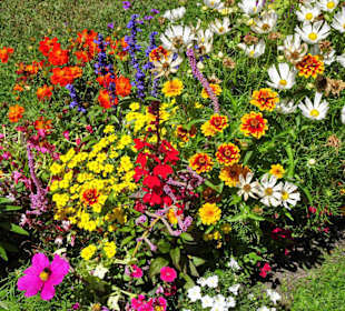 Blumen der Nordparterre vor dem Alten Schloss