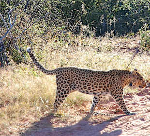 Begegnung mit einem Leoparden
