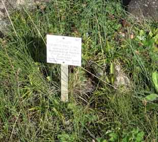 Alpinum
