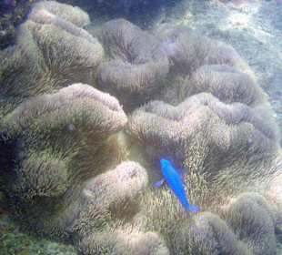 Fische am Hausriff Coral Cove Chalet