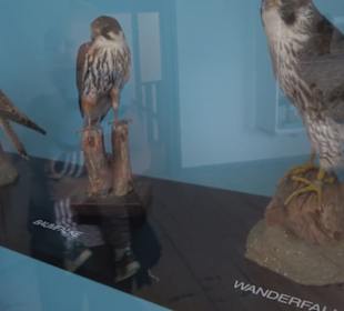 Museum Rosenburg