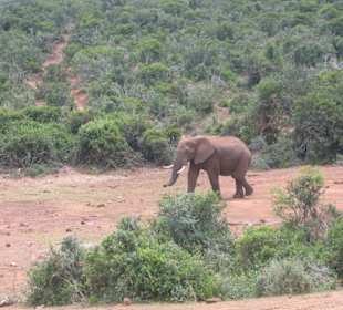 Addo Elephant Park