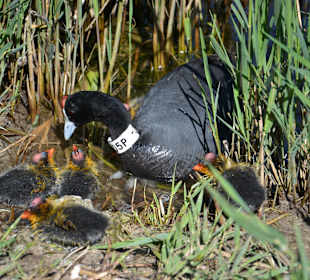Bläßhuhn mit Jungtieren