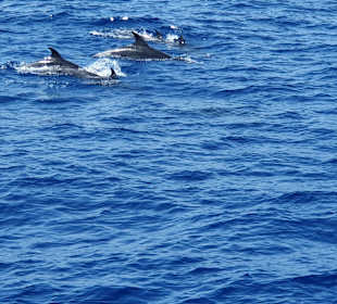 Delfin Tour Playa del Ingles