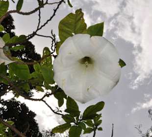 Jardín de Aclimatación de La Orotava