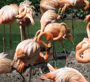 Flamingos
