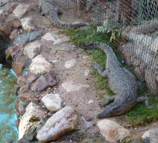 Krokodil am Wasserfall