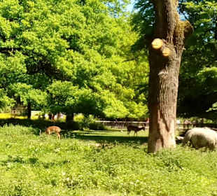 Nashörner und Impalas ganz nahe