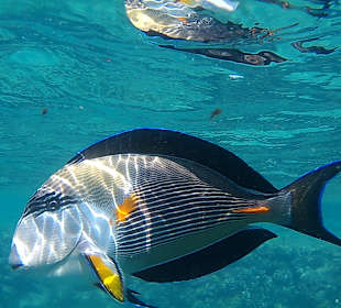 Schnorcheln Makadi Bay