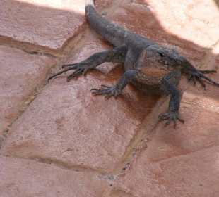 Diese Echsen und andere laufen  in der Natur frei