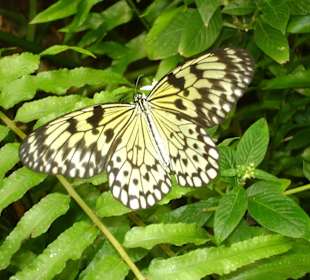 Schmetterling