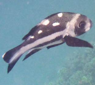 Schnorcheln Marsa Alam