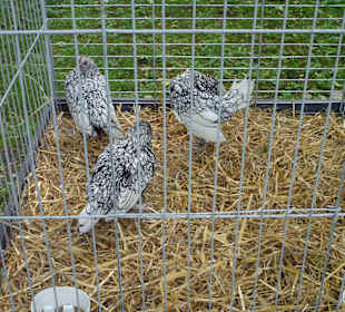 Hahnaustellung im Park