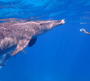 Delfine ganz nah - Perfekt