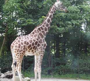Zoo Osnabrück